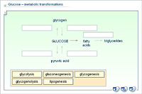 Glucose – metabolic transformations