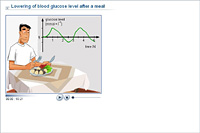 Lowering of blood glucose level after a meal