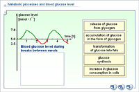 Metabolic processes and blood glucose level