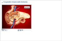 Cooperation of pancreatic hormones