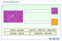 How do glucagon work?