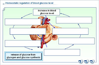 Homeostatic regulation of blood glucose level