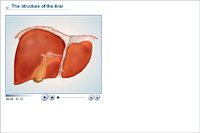 The structure of the liver