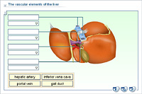 The vascular elements of the liver