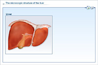 The microscopic structure of the liver