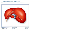 Internal structure of the liver