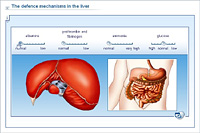The defence mechanisms in the liver