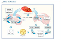 Metabolic functions
