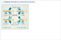 A diagram of the glucose conversions in the liver