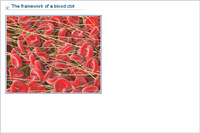 The framework of a blood clot
