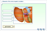 Elements of the entero-hepatic circulation