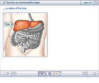 The liver as a homeostatic organ