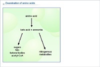 Deamination of amino acids
