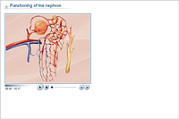 Functioning of the nephron