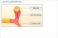 Excretory system of flatworms