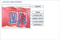 Excretory system of annelids