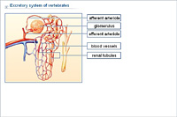 Excretory system of vertebrates