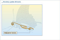 Excretory system of insects