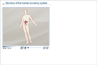 Structure of the human excretory system