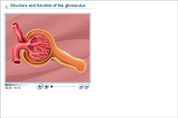 Structure and function of the glomerulus