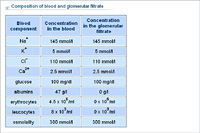 Composition of blood and glomerular filtrate