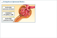 Driving force of glomerular filtration