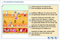 The mechanism of reabsorption