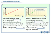 Transport maximum for glucose