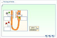 The loop of Henle