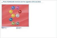 Role of antidiuretic hormone and the regulation of its secretion