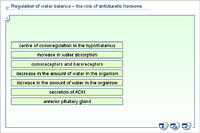 Regulation of water balance – the role of antidiuretic hormone