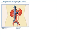 Regulation of blood pH by the kidneys