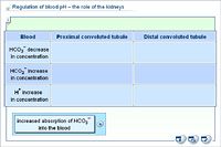 Regulation of blood pH – the role of the kidneys