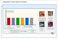 Regulation of water balance in human