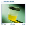 Composition of urine