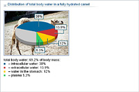 Distribution of total body water in a fully hydrated camel