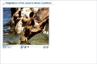 Adaptations of the camel to desert conditions