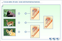 Conservation of water: renal and intestinal mechanisms