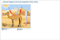 Diurnal changes in the body temperature of the camel