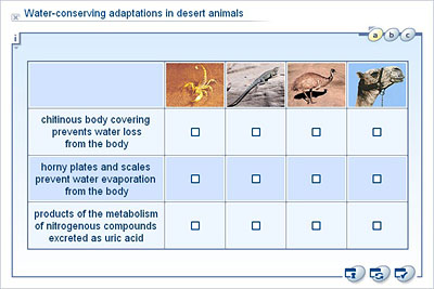 Biology - Upper Secondary - YDP - Whiteboard exercise - Water-conserving  adaptations in desert animals