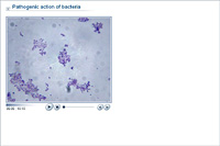 Pathogenic action of bacteria