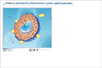 Defence mechanisms of the immune system against parasites