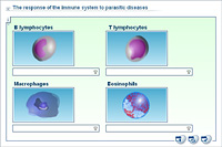 The response of the immune system to parasitic diseases
