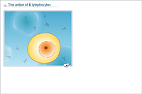 The action of B lymphocytes