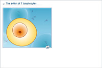 The action of T lymphocytes