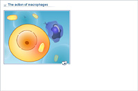 The action of macrophages
