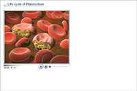 Life cycle of Plasmodium