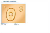 Life cycle of Schistosoma