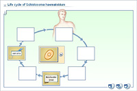 Life cycle of Schistosoma haematobium