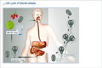 Life cycle of Giardia lamblia